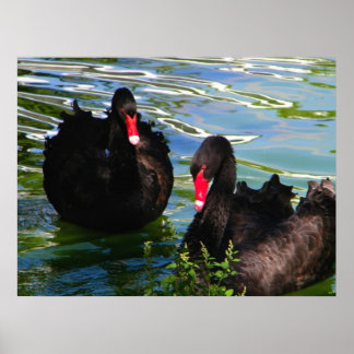 Poster des cygnes noirs