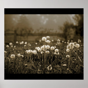 Poster des Dandelions Mist
