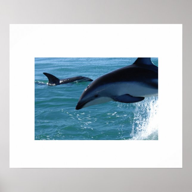Poster des dauphins (Devant)