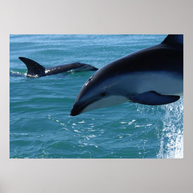 Poster des dauphins (Devant)