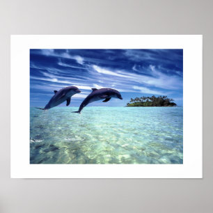 Poster des dauphins