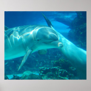 Poster des dauphins joueurs