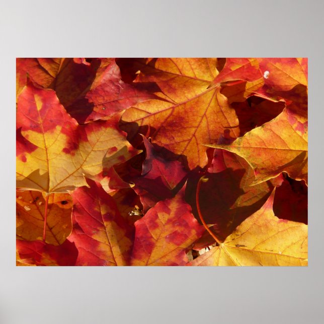 Poster des feuilles d'automne (Devant)