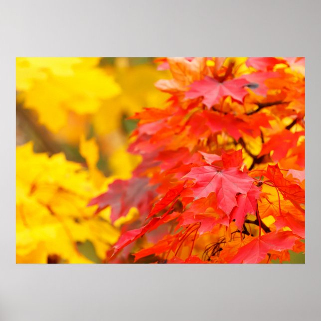 Poster des feuilles d'automne (Devant)