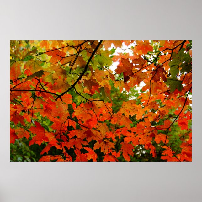 Poster des feuilles d'automne (Devant)
