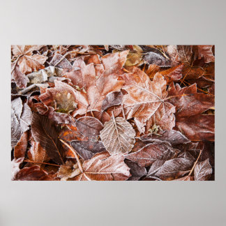 Poster des Feuilles de l'érable congelé