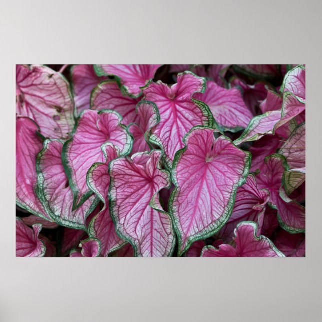 Poster des Feuilles du Caladium rose en grappe (Devant)