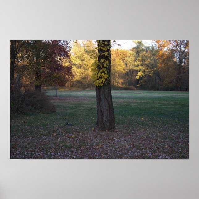 Poster des Feuilles jaunes sur l'arbre (Devant)