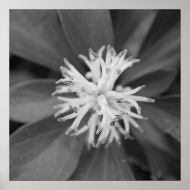 Poster des fleurs (Devant)