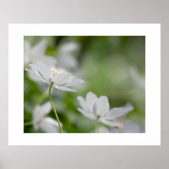 Poster des fleurs blanches (Devant)
