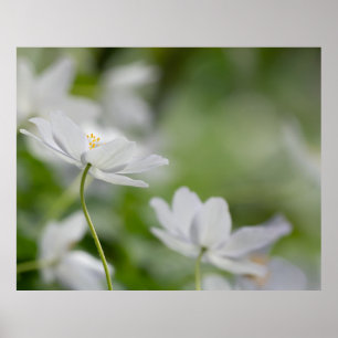 Poster des fleurs blanches