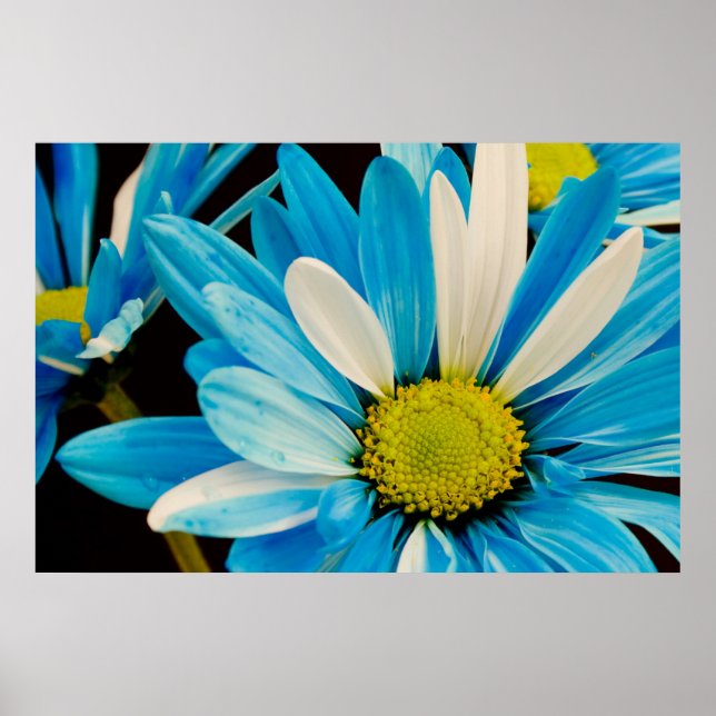 Poster des fleurs bleues (Devant)