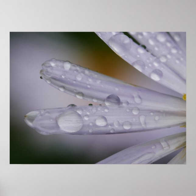 Poster des fleurs d'Aster (Devant)