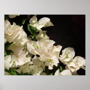 Poster des fleurs de bougainvilliers blancs