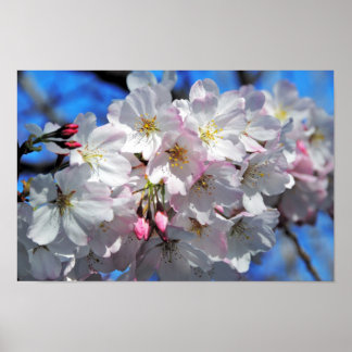 Poster des fleurs de cerisier rose
