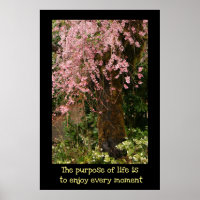 Poster des fleurs de cerisiers