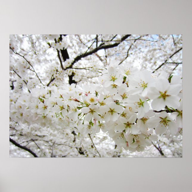 Poster des fleurs de cerisiers 12 (Devant)