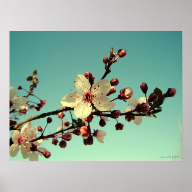 Poster des fleurs de cerisiers dans le ciel (Devant)