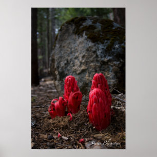 Poster des fleurs de neige