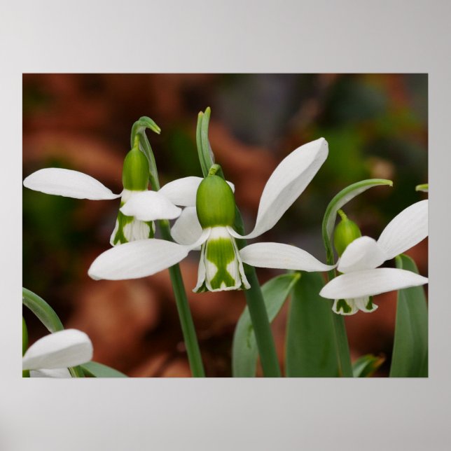 Poster des fleurs de neige (Devant)