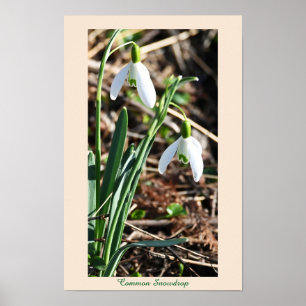 Poster des fleurs de neige communes