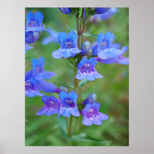 Poster des fleurs de Penstem Bleu