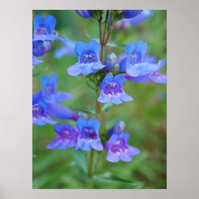 Poster des fleurs de Penstem Bleu (Devant)