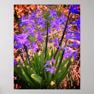 Poster des fleurs de printemps violettes