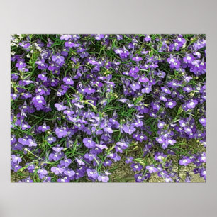 Poster des fleurs de printemps violettes