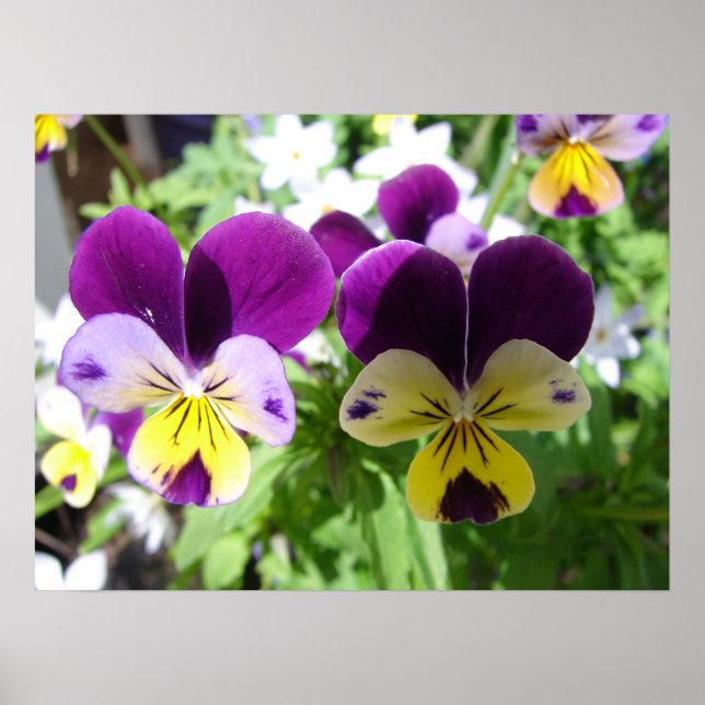 Poster des fleurs du jardin de printemps violet Vi (Devant)