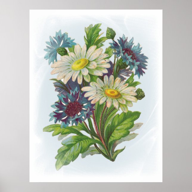 Poster des Fleurs et marguerites bleues (Devant)