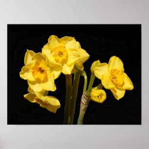 Poster des fleurs Jonquil