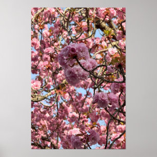 Poster des fleurs roses