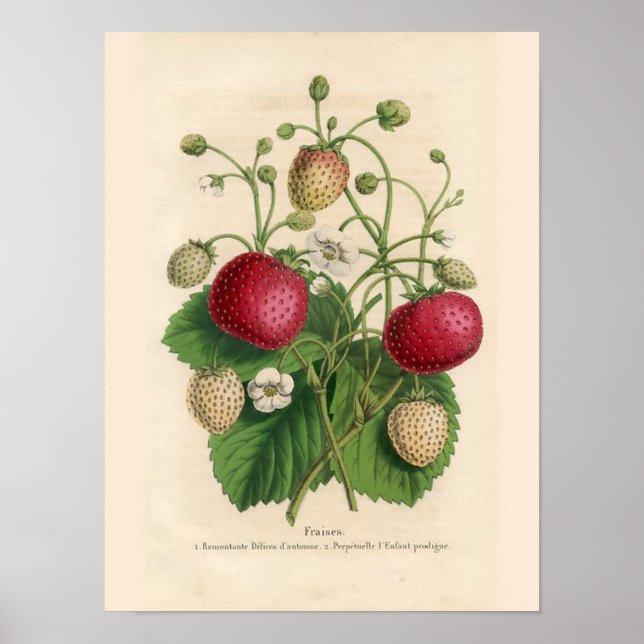 Poster des fraises vintages (Devant)