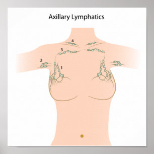 Poster des ganglions lymphatiques axillaires