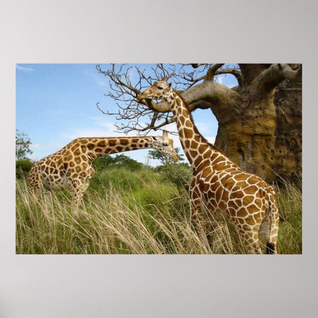 Poster Des girafes dans le champ par des arbres (Devant)