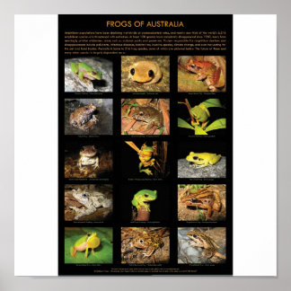 Poster des grenouilles australiennes