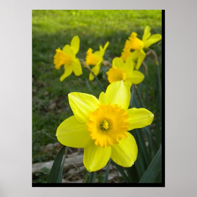 Poster des jonquilles (Devant)