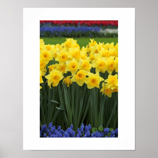 Poster des jonquilles (Devant)