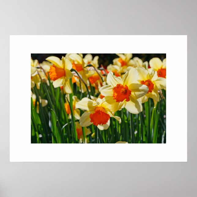 Poster des jonquilles (Devant)