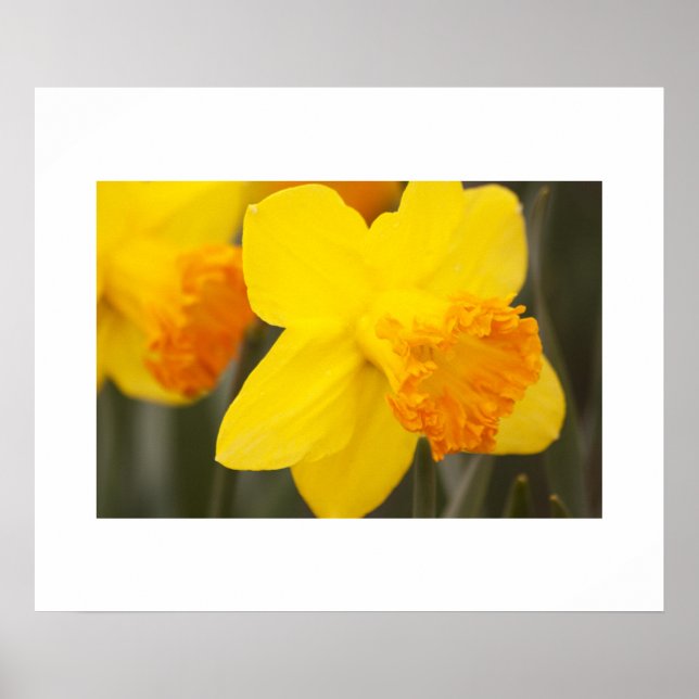 Poster des jonquilles (Devant)