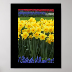 Poster des jonquilles