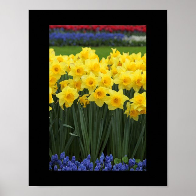 Poster des jonquilles (Devant)