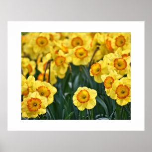Poster des jonquilles