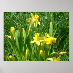 Poster des jonquilles jaunes en betercup