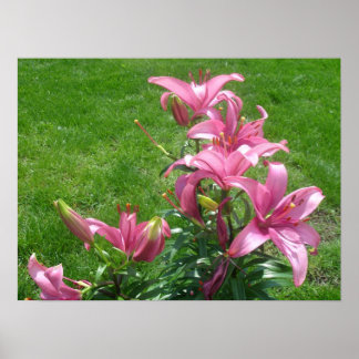 Poster des Lys Asiatiques Rose