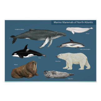 Poster des mammifères marins / Faune