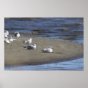 Poster des mouettes sur la plage