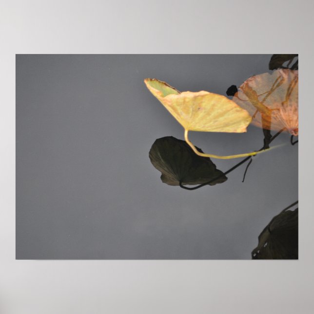 Poster des nénuphars (Devant)