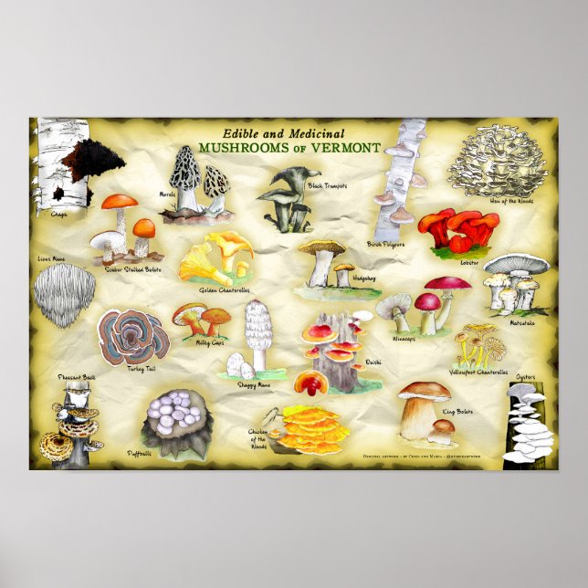 Poster des noms communs 18x12 Champignons du Vermo (Devant)
